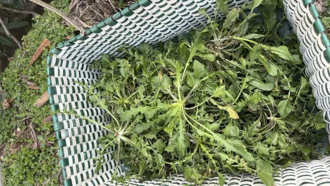 “挖挖挖！”宜春很多人组团出动挖春菜：太上头……凤凰网江西_凤凰网