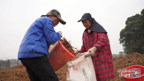 农民在收获粉防己