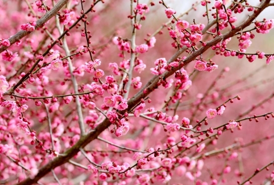 彭泽县各地梅花竞相绽放，美不胜收。（彭琴 摄）