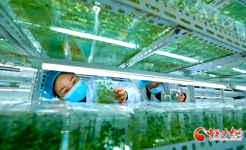 山丹：早春时节马铃薯扩繁育苗忙