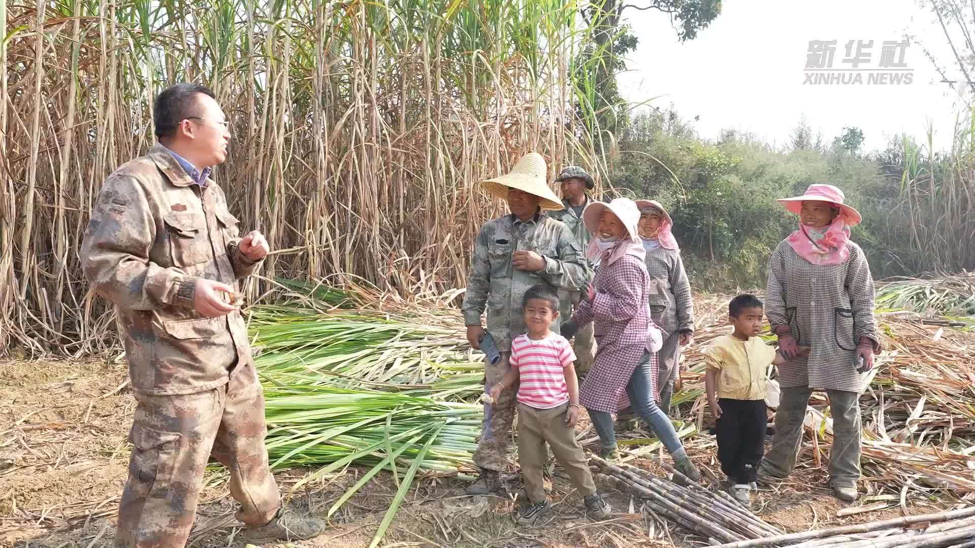云南耿马：农科服务扎根田间 助力甘蔗长成“甜蜜产业”