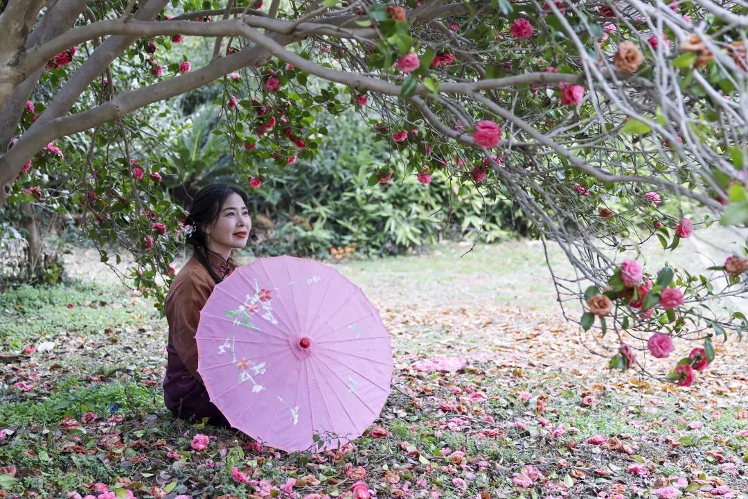 游客在省林科院的山茶花树下赏花。 (郭媛媛 摄)