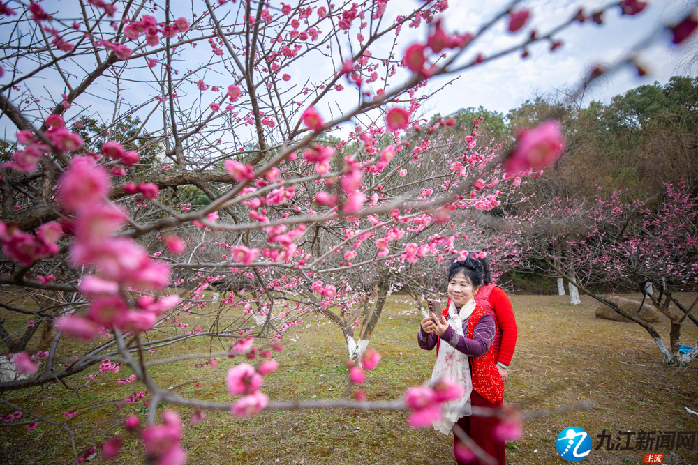 共青城市：诗意踏青 梅花争春（图）