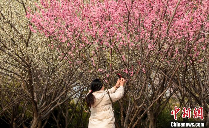 武汉竹叶海公园梅花盛开吸引民众观赏