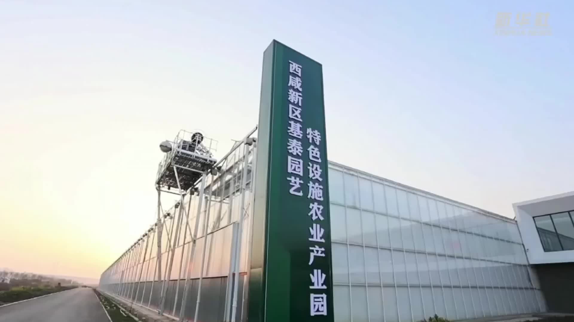 陕西西咸新区：智慧农业生产守护“菜篮子”和“花盆子”