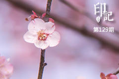 梅花开满英雄城