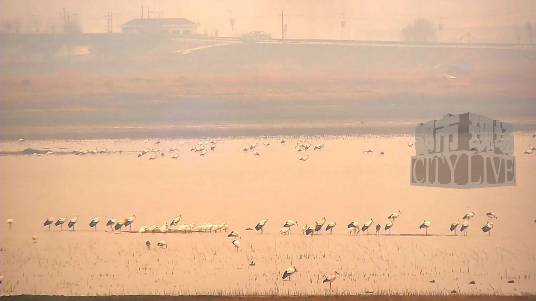 候鸟“集结”待北迁！2万多只天鹅惊艳亮相鄱阳湖