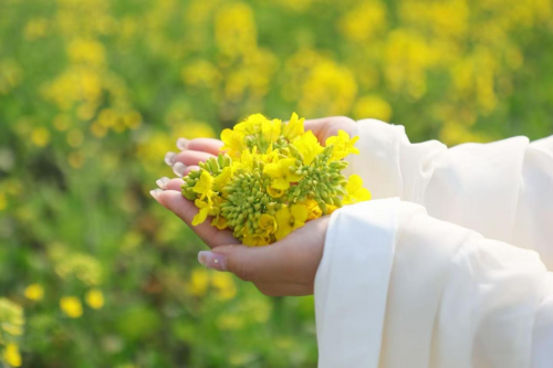 （油菜花海 唐沁潇/图）