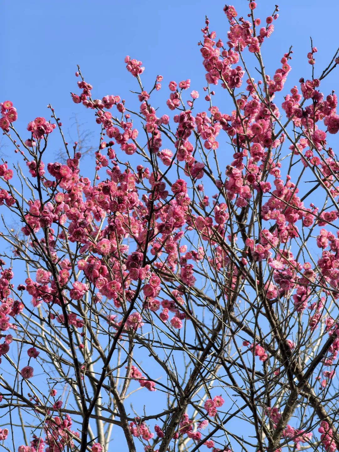 八大山人梅湖景区（郭媛媛 摄）