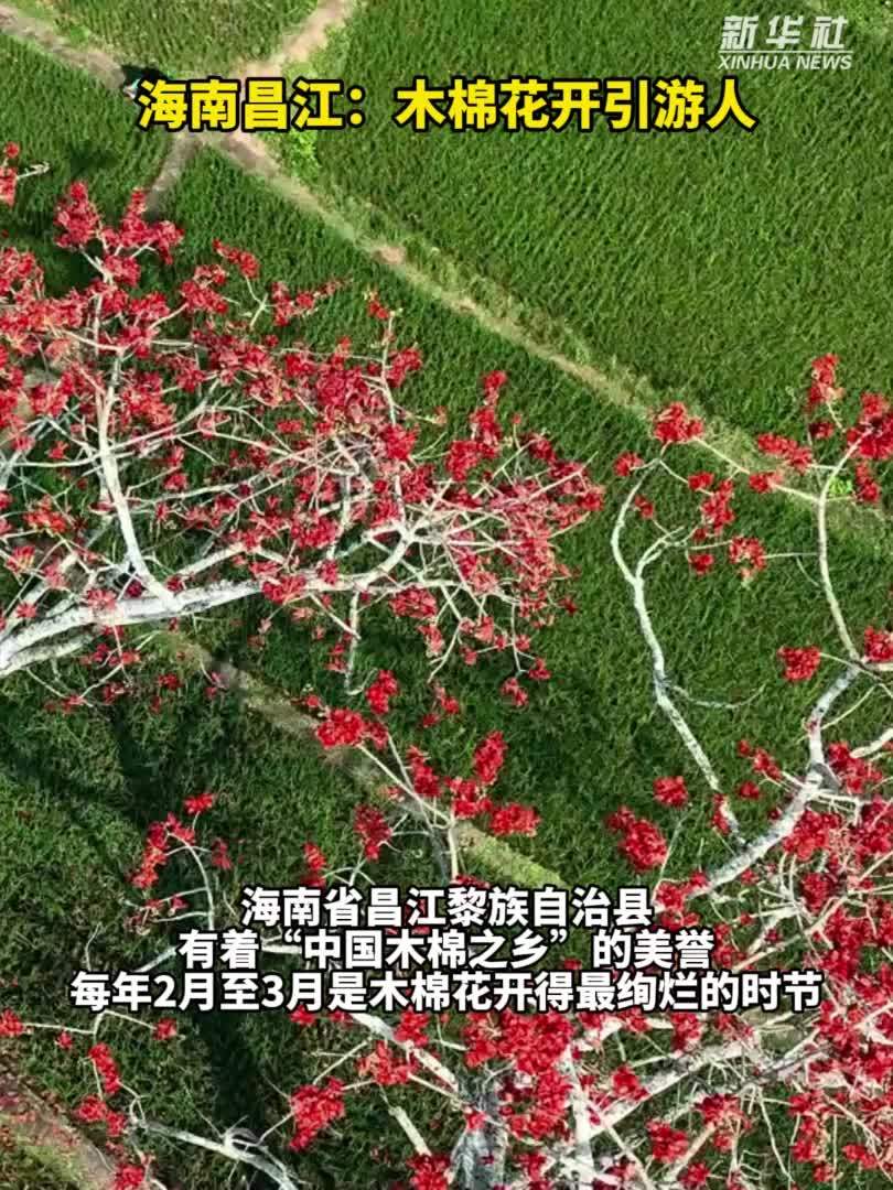 秀我中国｜海南昌江：木棉花开引游人