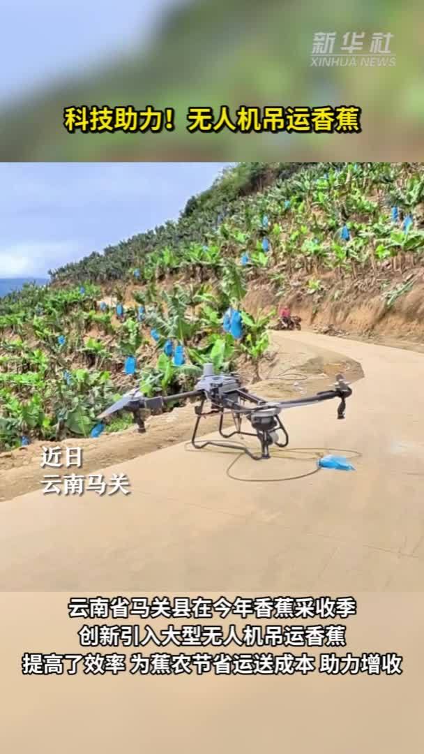科技助力！云南马关使用无人机吊运香蕉