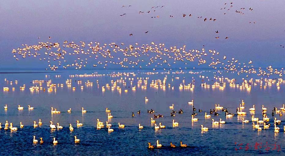 鄱阳湖候鸟起舞闹春（图）