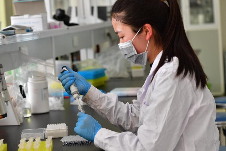 图：大天种业工作人员在实验室进行育种实验