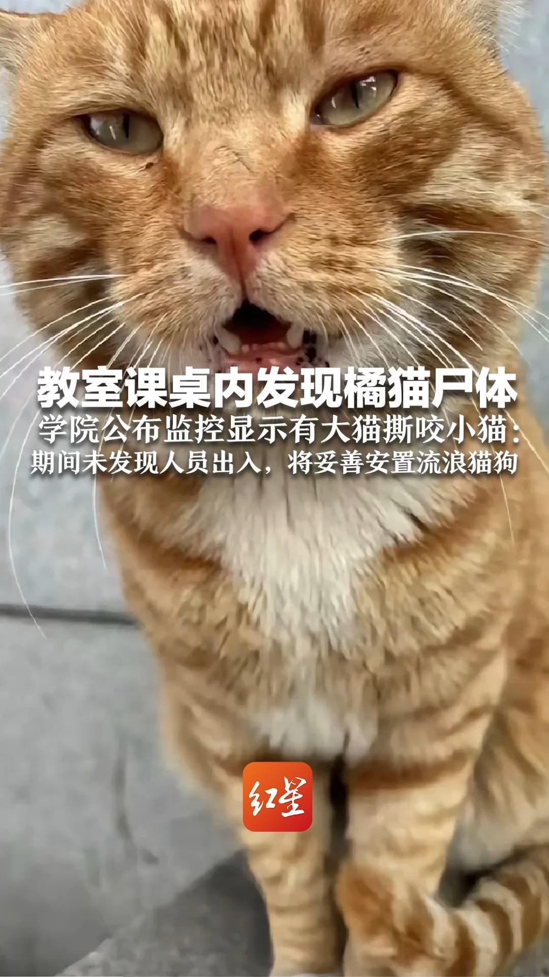 教室课桌内发现橘猫尸体  学院公布监控显示有大猫撕咬小猫：期间未发现人员出入，将妥善安置流浪猫狗