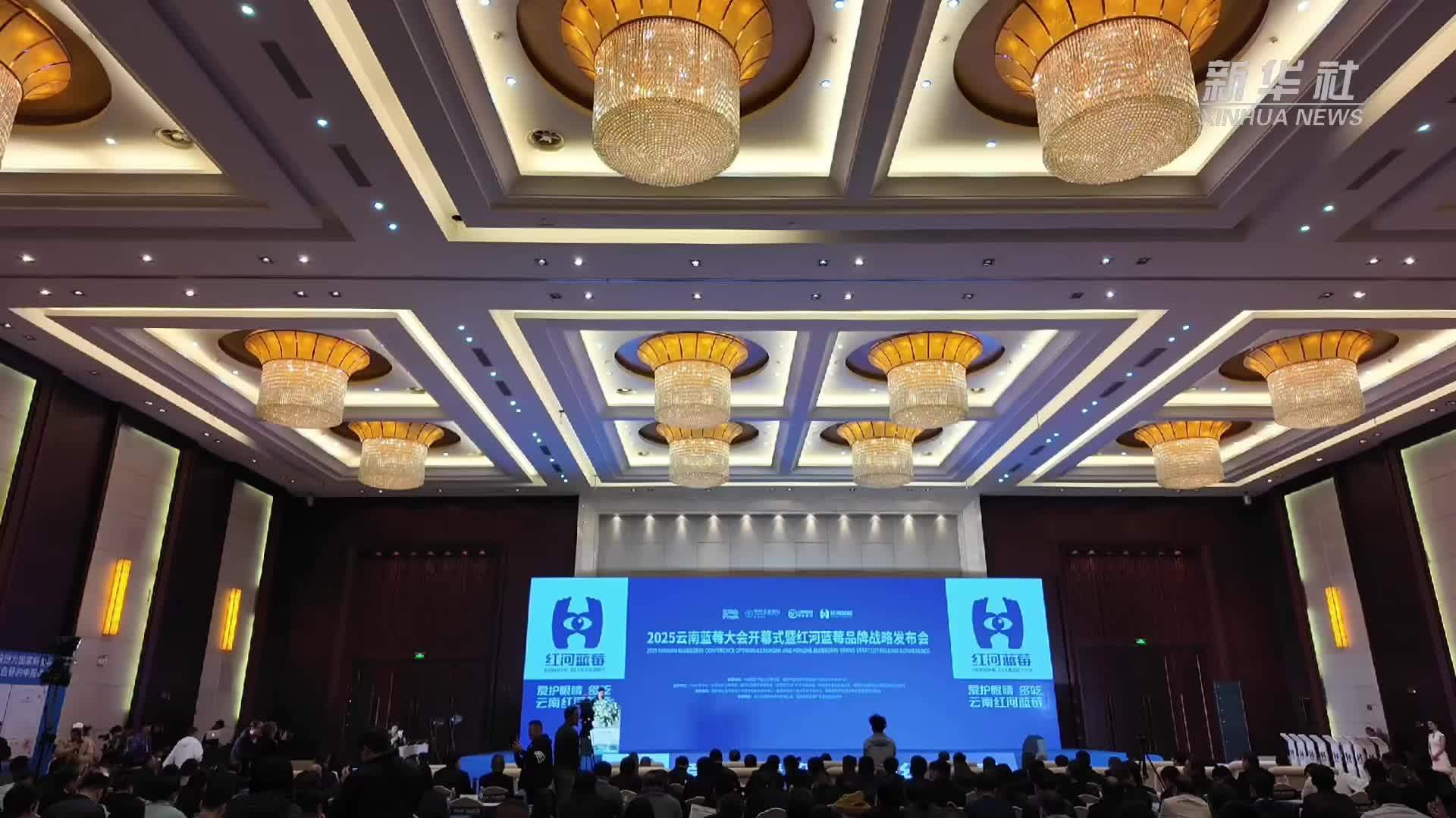 红河蓝莓品牌战略发布！2025云南蓝莓大会在云南弥勒举行