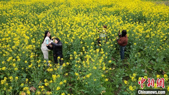 广西三江：油菜花开春意浓田园风光引客来