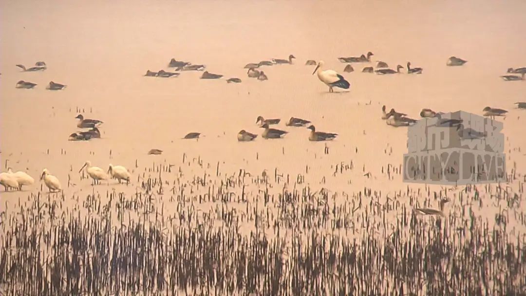 候鸟“集结”待北迁！2万多只天鹅惊艳亮相鄱阳湖