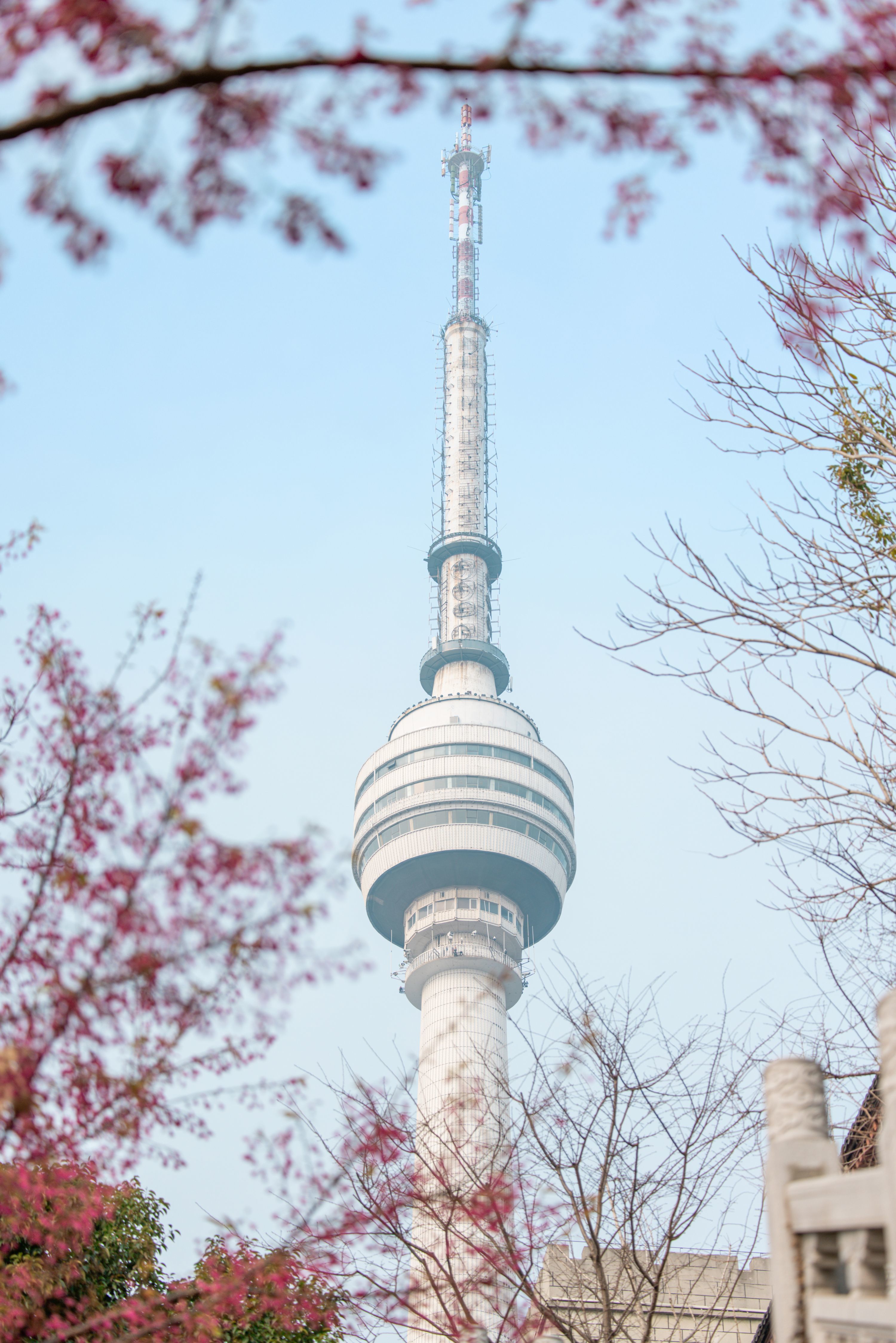 龟山风景区早樱盛开。刘雍涛 摄