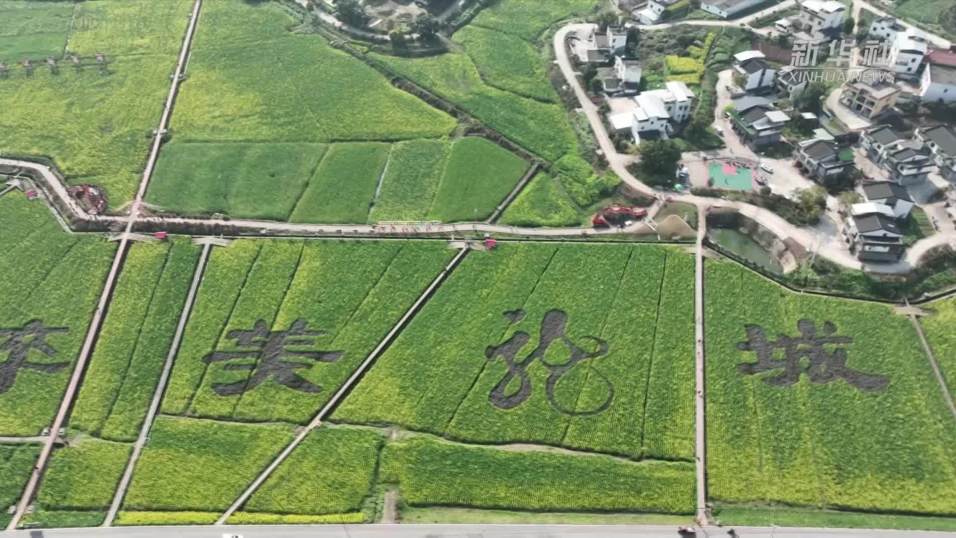 四川泸县：油菜花开春意浓