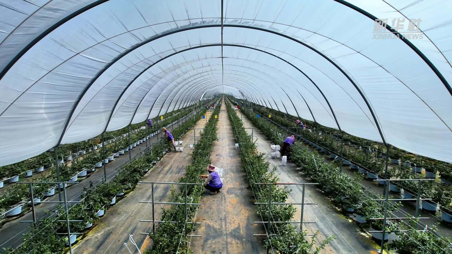 云南这个边境小镇，用蓝莓带动众多村民就业