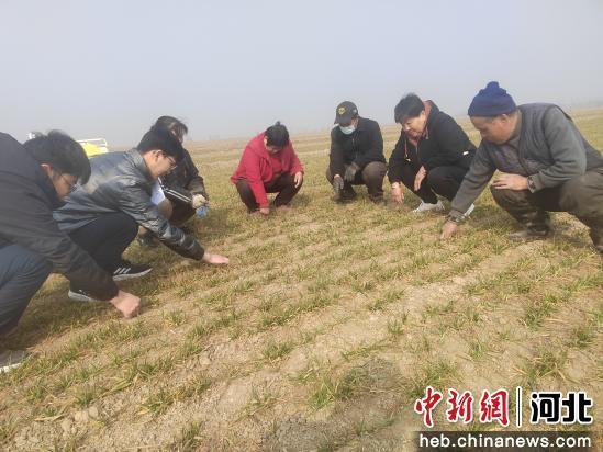 图为工作人员在麦田对农民进行科学指导。 黄玉荣 摄