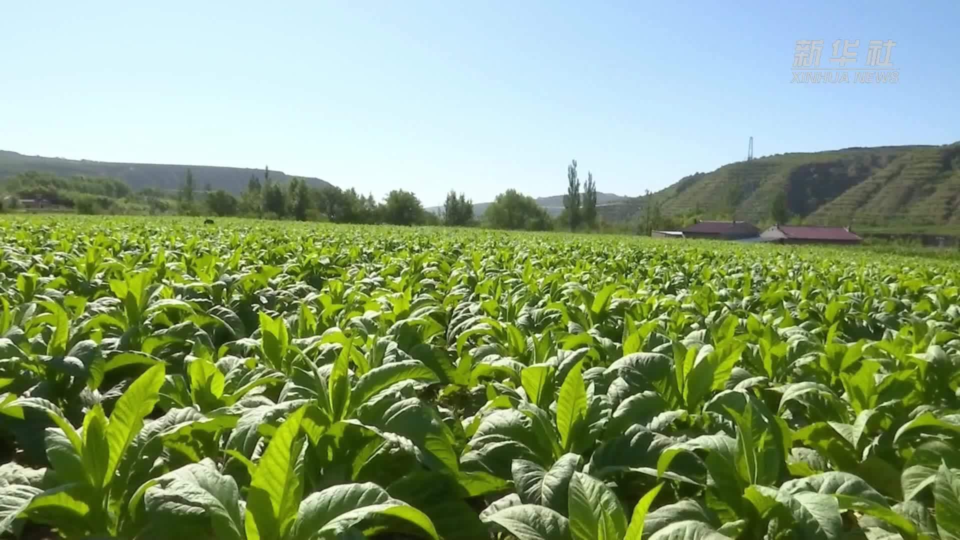 宁夏彭阳：抓农时育烤烟 助力春耕生产