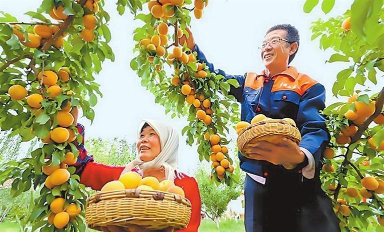 高台县戈壁滩蜕变成“花果园”,种植的杏子喜获丰收。新甘肃·甘肃日报通讯员 王将