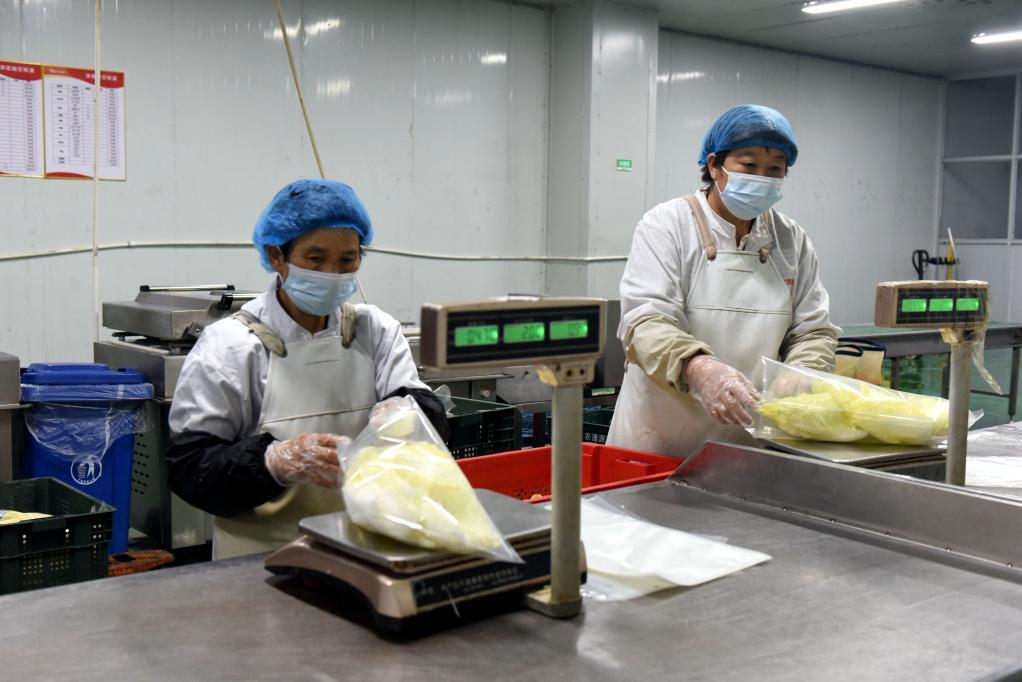 在河北农速源冷链物流有限公司的净菜生产线，工人将加工好的白菜装袋。新华社发（刘娟 摄）