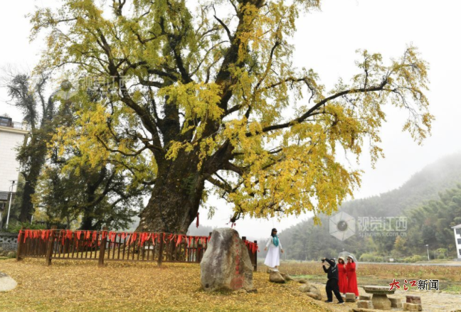 南昌市湾里管理局太平镇太平村的千年银杏树 记者王祺摄