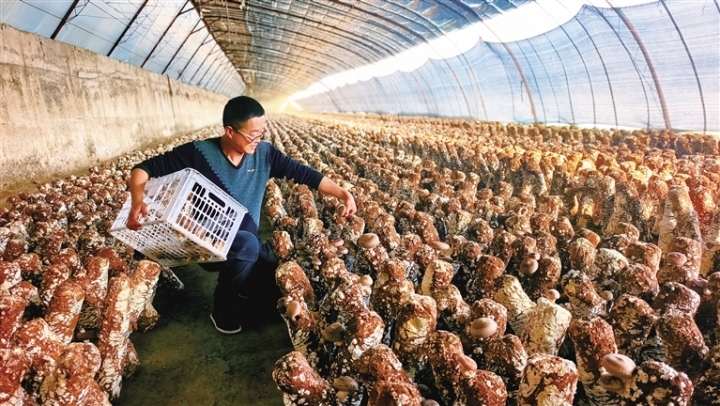 在西洞镇食用菌种植基地，农户忙着采摘菌菇。