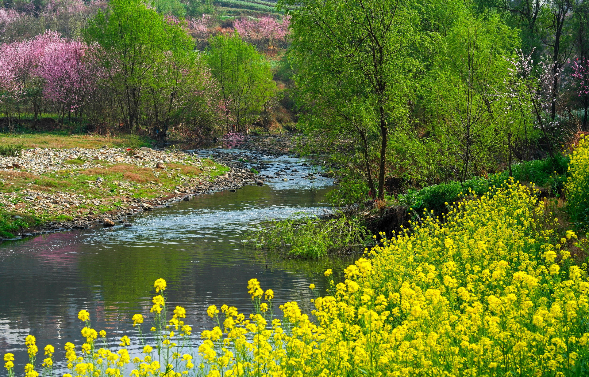 唤醒沉睡的花草树木 青岛将迎来“一万次”春和景明