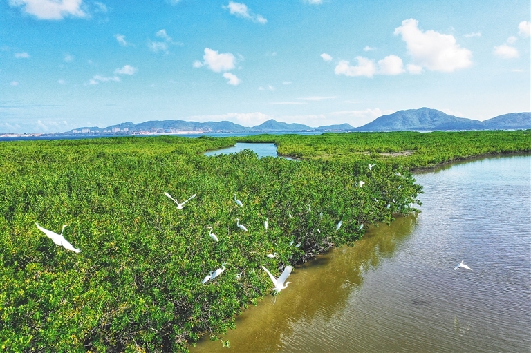 资料图：海南陵水红树林国家湿地公园里的白鹭。周旭 摄