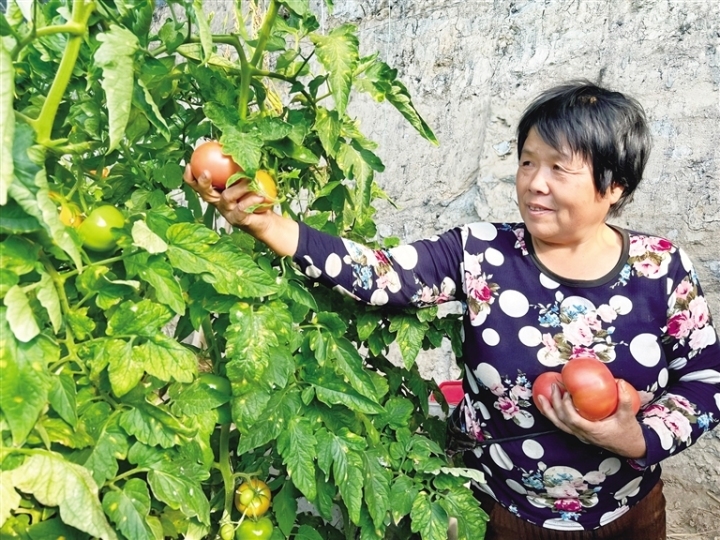 泉湖镇永久村农户种植的西红柿喜获丰收。陈美伊 摄