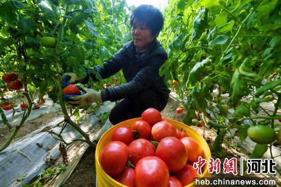 图为村民正在采摘西红柿。 饶阳县委宣传部 供图