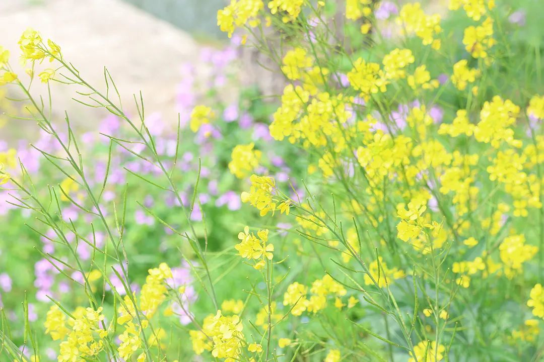 欧阳修同宗后裔的聚居地 钓源村的实践缘何频频出圈获奖？