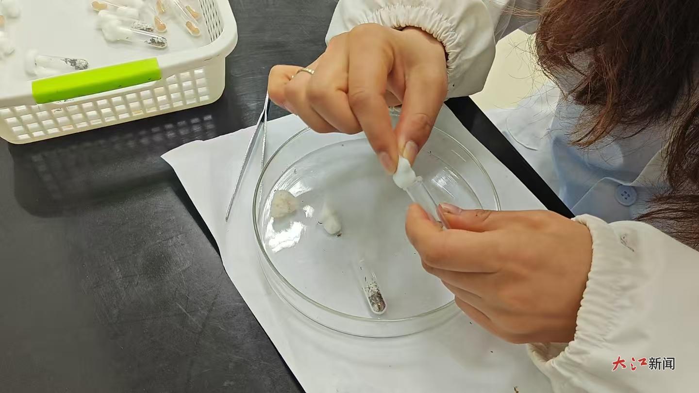 万路在进行肿腿蜂的扩繁接种