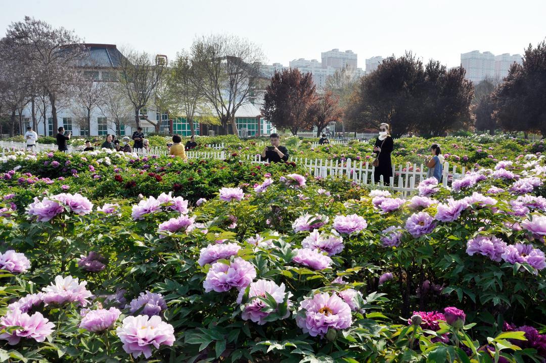 菏泽各类牡丹生产、加工、出口企业有120余家,生产的11大类260余种牡丹深加工产品远销30多个国家和地区。