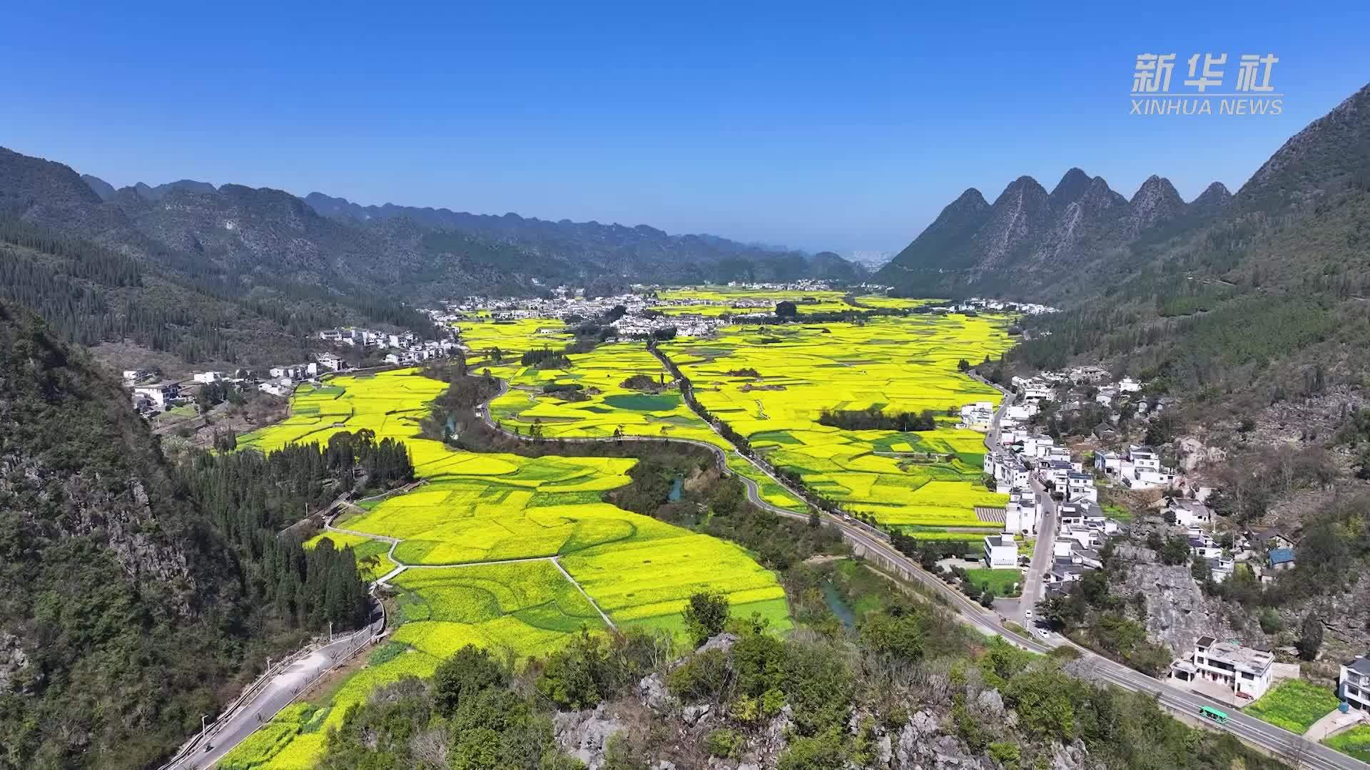 万峰林油菜花开 春风吹暖“花经济”