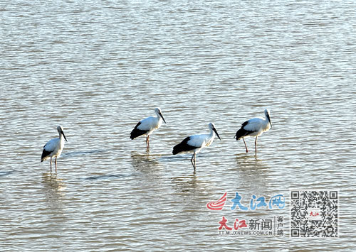 东方白鹳在鄱阳县鸦鹊湖湿地公园内。大江网视觉江西 金星 摄