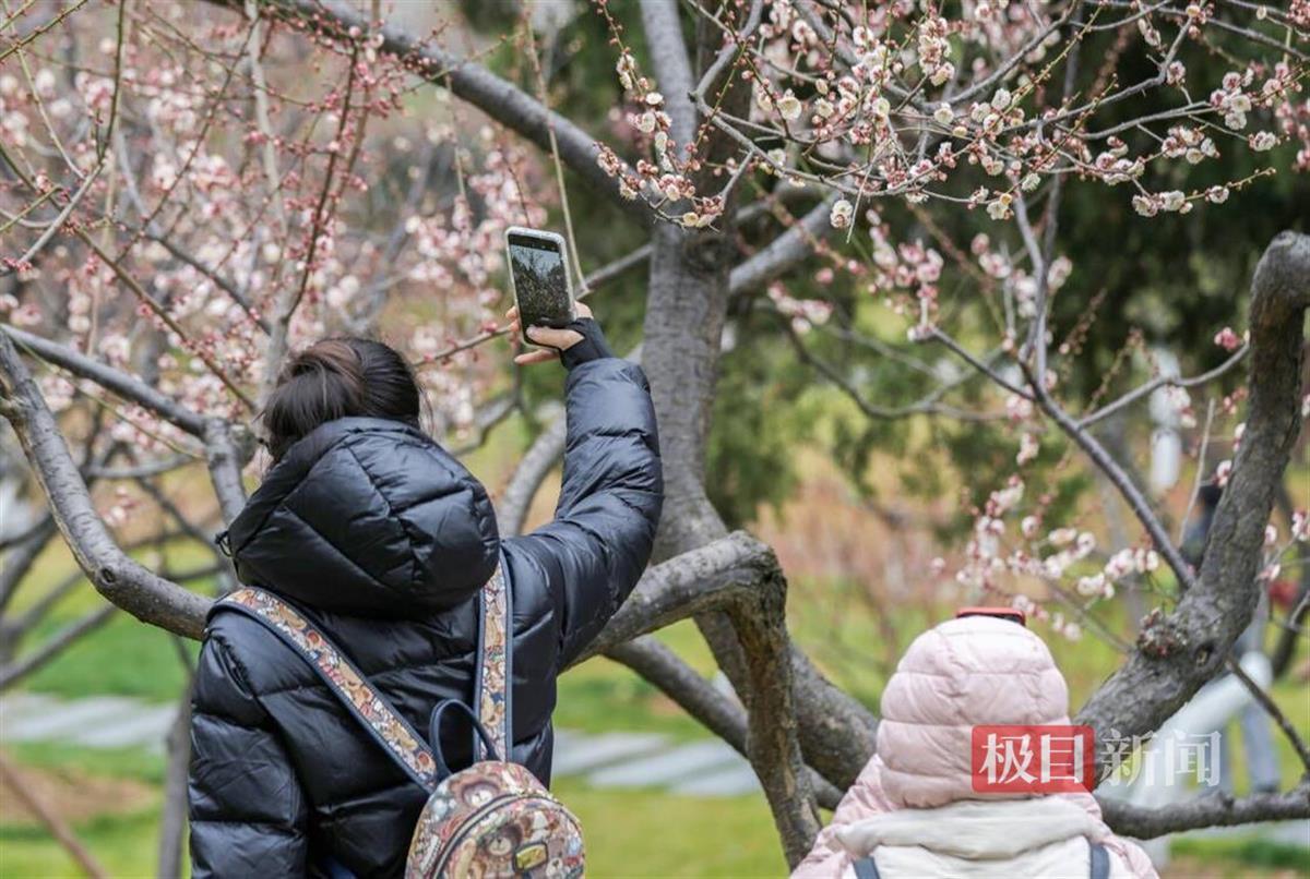 游客在东湖小梅岭赏梅