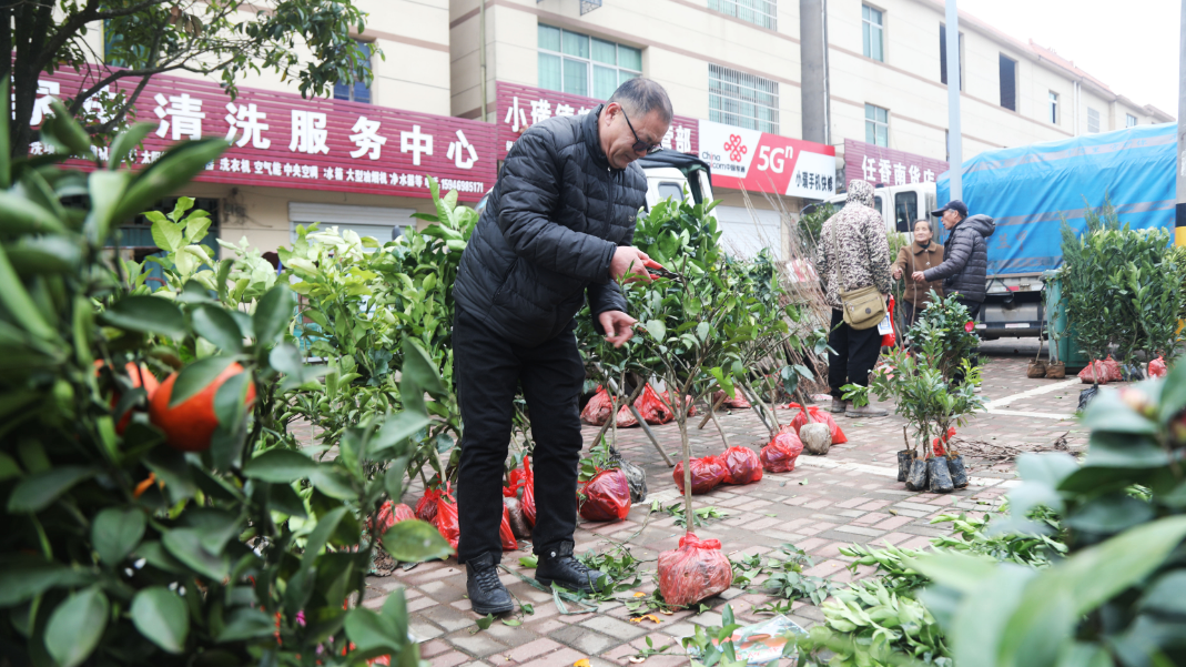 江西东乡：惊蛰至 苗木俏