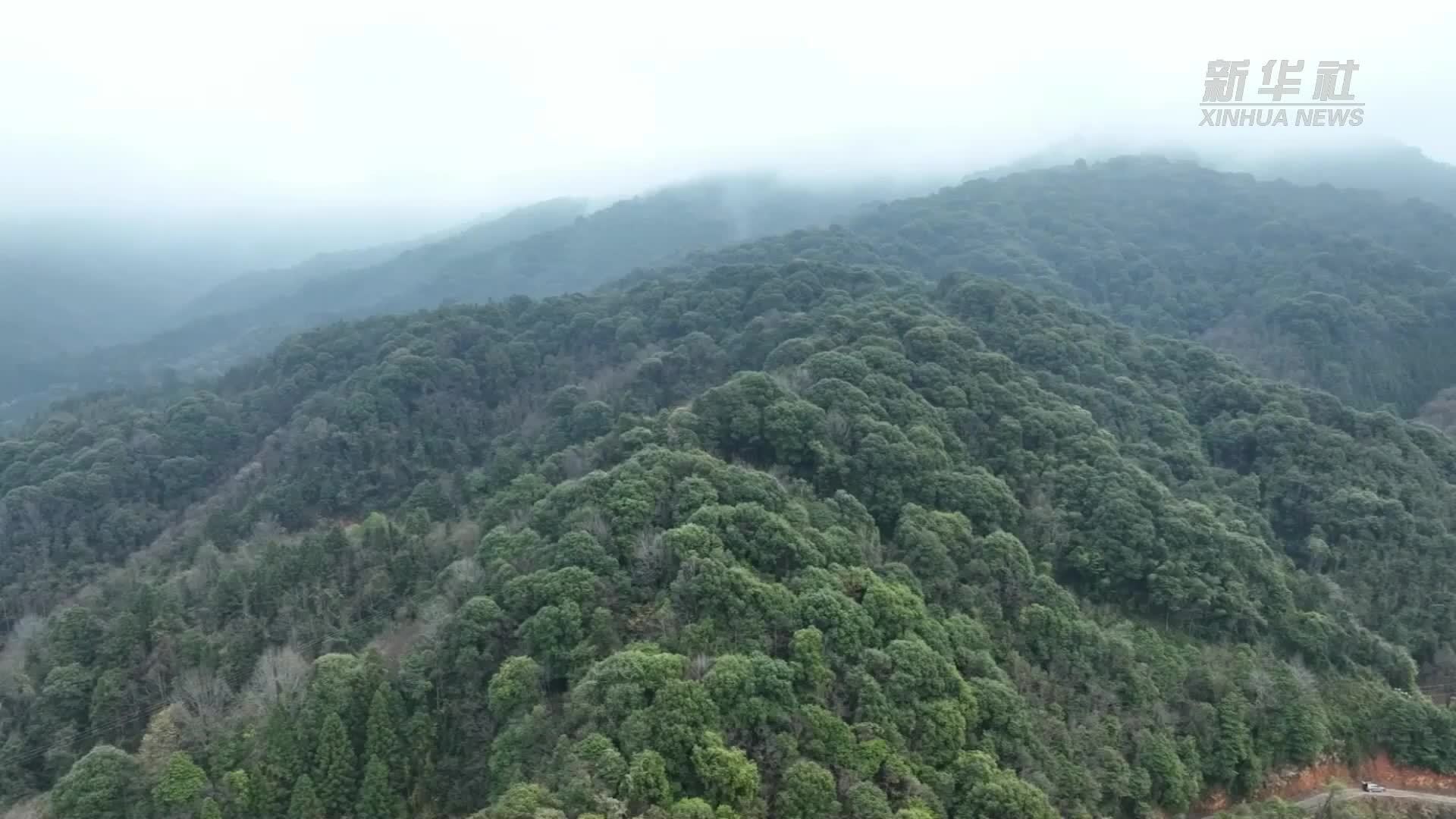 江西泰和：发展林下经济 助力乡村振兴