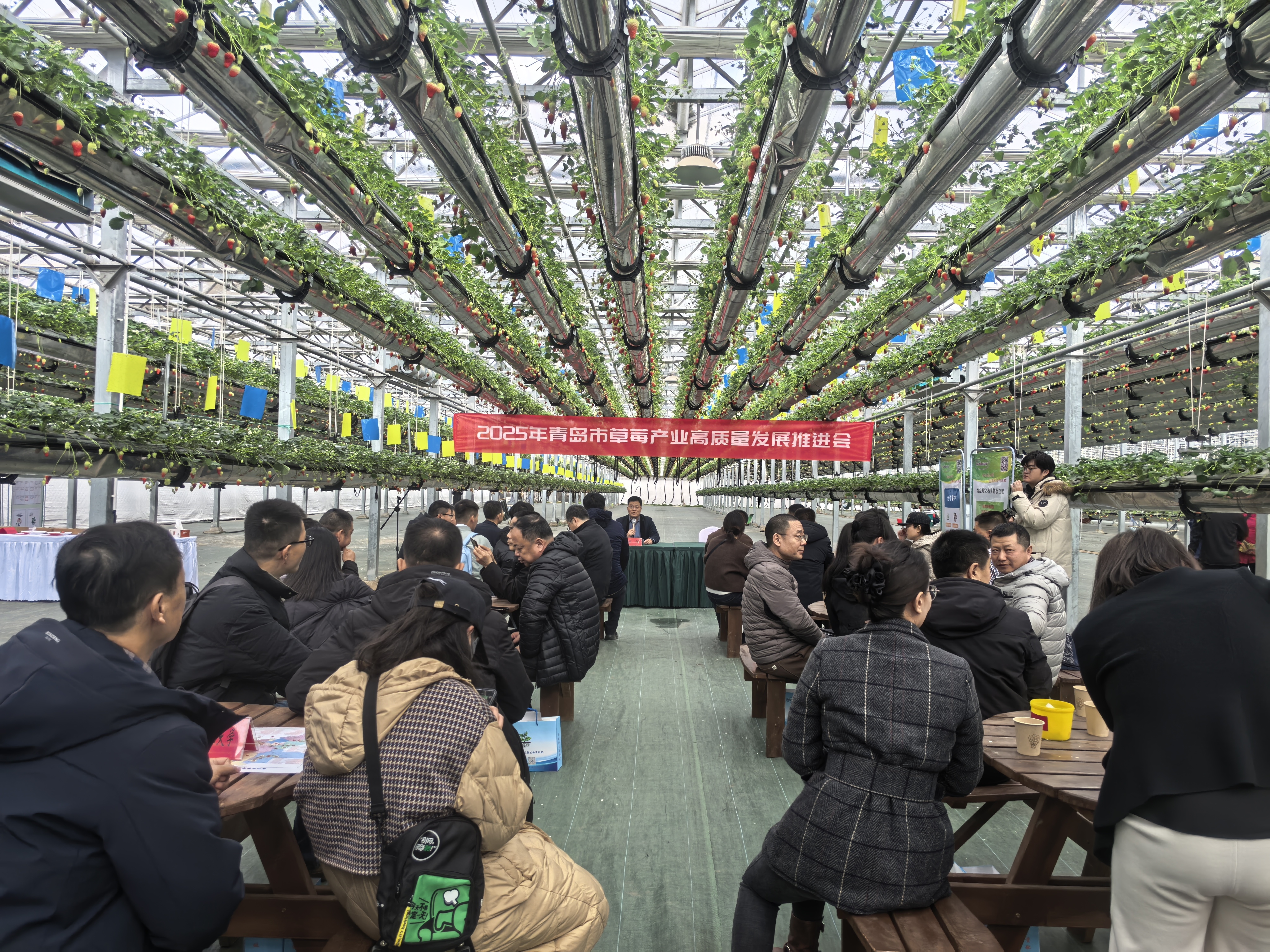 “小草莓”撬动“大产业” 全市草莓产业高质量发展推进会暨城阳地产草莓品鉴推介活动举行