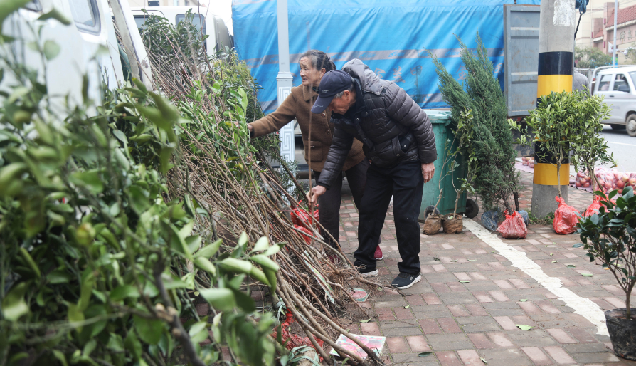 江西东乡：惊蛰至 苗木俏