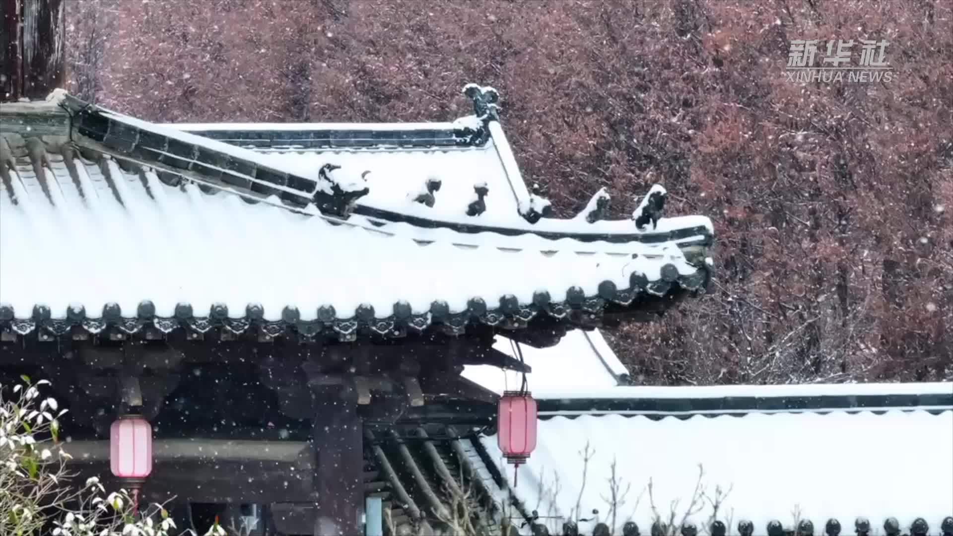 魅力山乡｜安徽颍上：梅雪争春