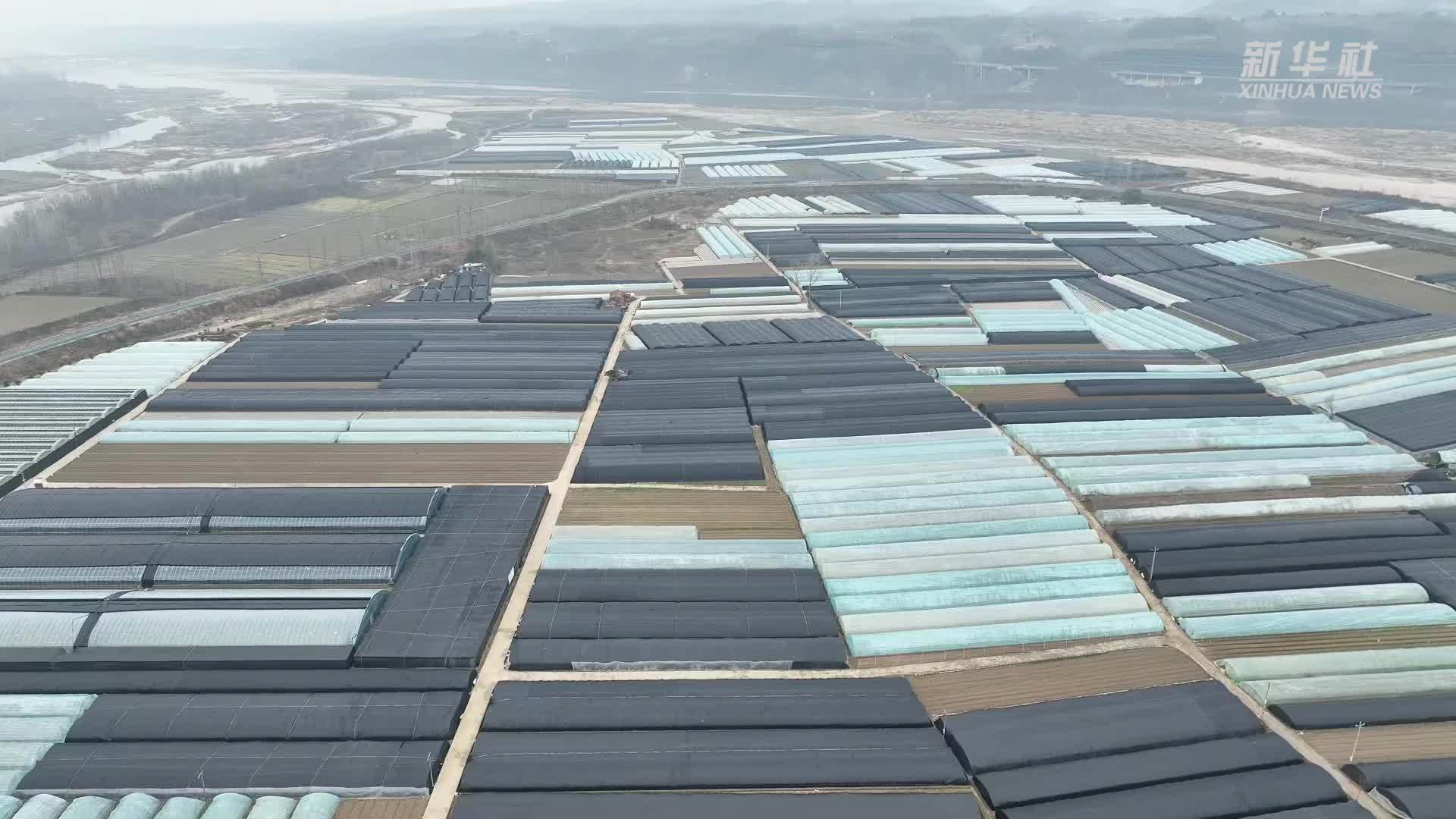 陕西汉中：智慧生产遍田野 保障丰产又丰收