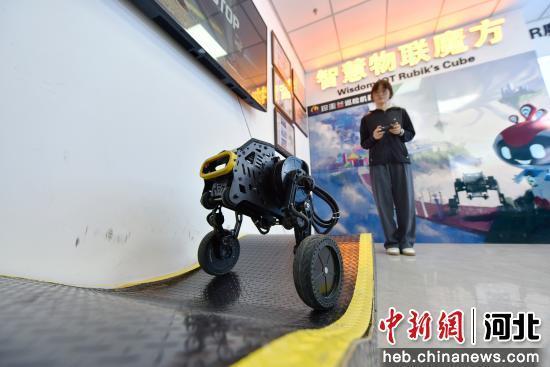 图为廊坊市广阳区珍圭谷科技有限公司，工作人员操作机器人进行障碍跨越。王巍 摄