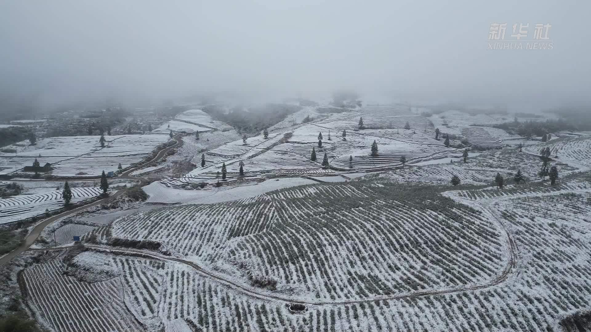 春雪落茶山 如梦如幻