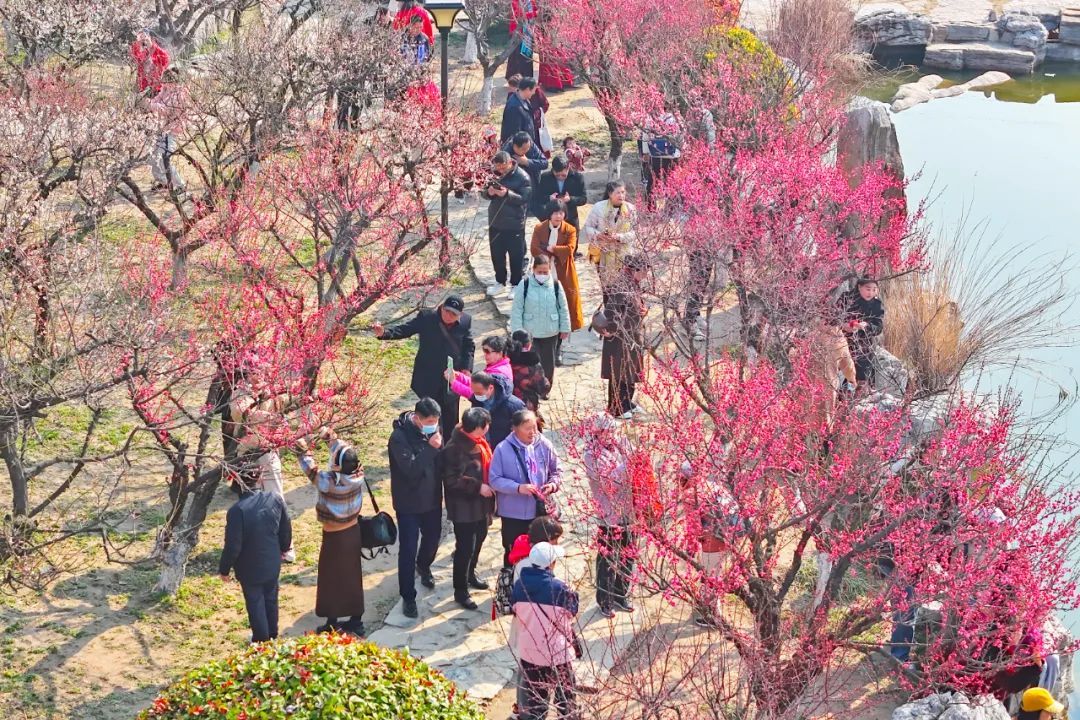 徐州鼓楼：一树梅花激活“梅好经济”新图景
