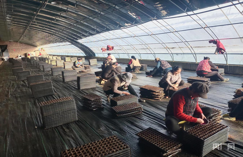 集约化育苗为灵台县蔬菜产业发展注入新活力（央广网发　灵台县融媒体中心供图）